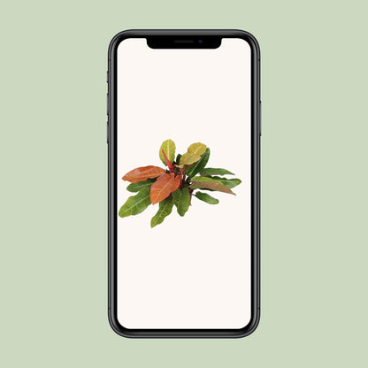 Kamerplant - Philodendron Prince of Orange - Pot Ø 27cm Hoogte ↕ 75cm