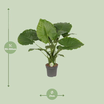 Kamerplant - Alocasia Gageana California - Pot Ø 21cm Hoogte ↕ 80cm