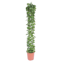 Kamerplant - Cissus rotundifolia - Op gaasrek - Pot Ø 27cm Hoogte ↕ 160cm