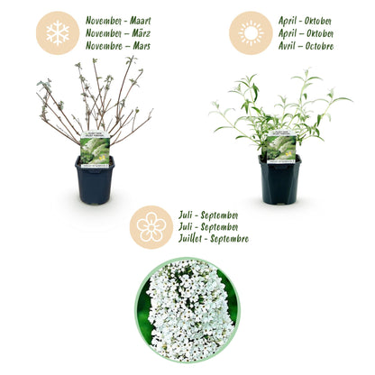 Buitenplant - Buddleja davidii White Profusion - Vlinderstruik - Bloeiend - Pot Ø 17cm Hoogte ↕ 45cm
