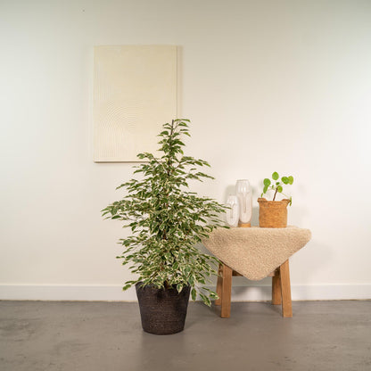 Kamerplant - Ficus benjamina Twilight - Pot Ø 21cm Hoogte ↕ 95cm