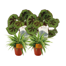 Kamerplant 4 stuks - 2x Chlorophytum Ocean + 2x Begonia Masoniana Rock - Pot Ø 12cm Hoogte ↕ 20-30cm