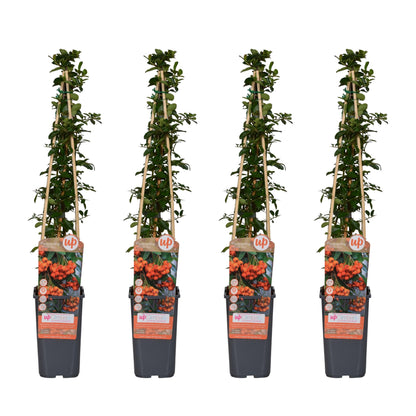 Buitenplant 4x Pyracantha 'Orange Glow' - Pot Ø 15cm Hoogte ↕ 65cm