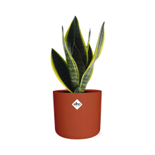 Kamerplant - Sansevieria Futura Superba - Pot Ø 14cm