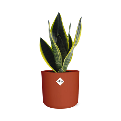 Kamerplant - Sansevieria Futura Superba - Pot Ø 14cm