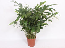 Kamerplant - Elettaria Cardamomum - Pot Ø 27cm Hoogte ↕ 120cm