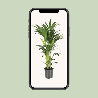 Kamerplant - Howea Forsteriana (Kentia) - Luchtzuiverend - Pot Ø 21cm Hoogte ↕ 100cm