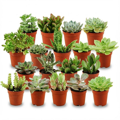 Kamerplant 18x Mini Succulenten Mix - Pot Ø 5,5cm Hoogte ↕ 5-10cm