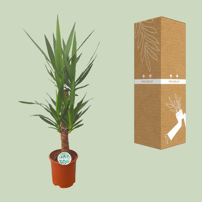 Kamerplant - Yucca - Pot Ø 21cm Hoogte ↕ 90cm