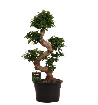 Kamerplant - Ficus Microcarpa Ginseng - Pot Ø 27cm Hoogte ↕ 80cm