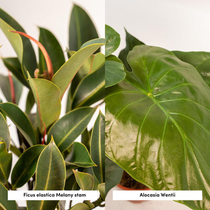 Kamerplant - Ficus Elastica Melany (↕85cm) + Alocasia Wentii (↕60cm) - Combi