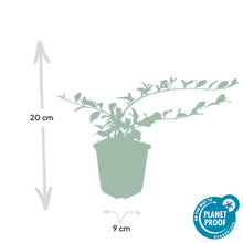 Buitenplant 24x Cotoneaster dam. 'Major' - Pot Ø 9cm Hoogte ↕ 25cm