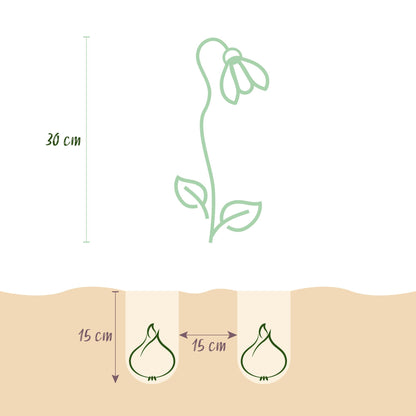 Buitenplant 20x Leucojum Aestivum - Bloembollen Wit - Bolmaat 8/9