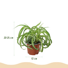 Kamerplant - Chlorophytum comosum Bonnie - Pot Ø 12cm Hoogte ↕ 20cm