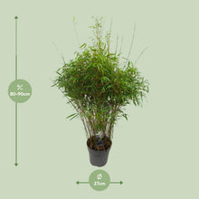 Buitenplant - Fargesia 'Rufa' - Niet-woekerende Bamboe - Winterhard - Pot Ø 27cm Hoogte ↕ 90cm