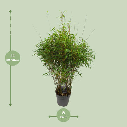Buitenplant - Fargesia 'Rufa' - Niet-woekerende Bamboe - Winterhard - Pot Ø 27cm Hoogte ↕ 90cm