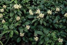 Buitenplant 12x Pachysandra term. 'Green Sheen' - Winterhard - Pot Ø 9cm Hoogte ↕ 10-25cm