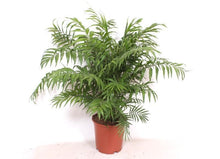 Kamerplant - Chamaedorea Elegans - Pot Ø 24cm Hoogte ↕ 100cm