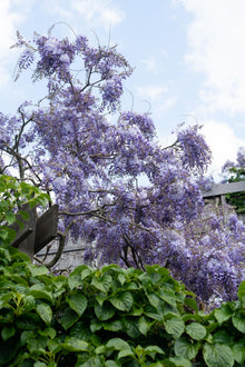 Buitenplant - Wisteria sinensis 'Prolific' - Blauwe Regen - Pot Ø 15cm Hoogte ↕ 65cm