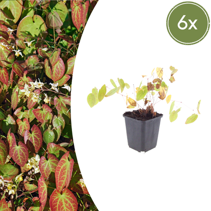 Buitenplant 6x Epimedium y. 'Niveum' - Pot Ø 9cm Hoogte ↕ 10-25cm