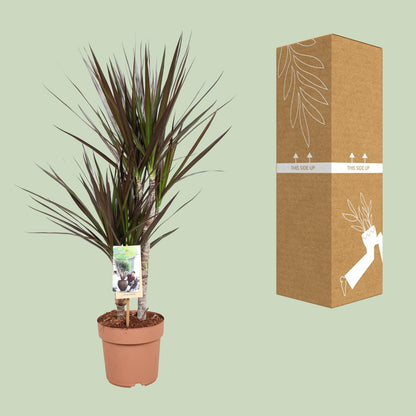 Kamerplant - Dracaena Magenta - Pot Ø 17cm Hoogte ↕ 80cm