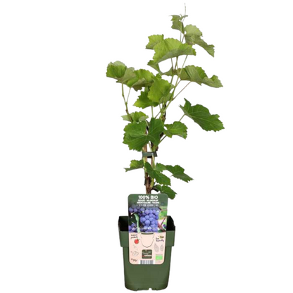 Buitenplant - Fruitplanten mix BIO - 5 verschillende soorten, biologisch gekweekt