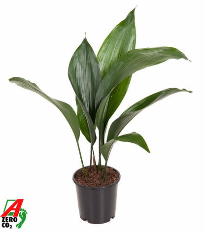 Kamerplant - Aspidistra Elatior - Schaduwplant - Pot Ø 13cm Hoogte ↕ 50cm
