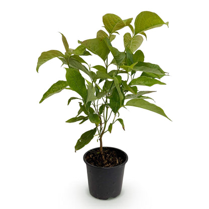 Buitenplant - Cornus mas - Bloeiend - Pot Ø 12cm Hoogte ↕ 35cm