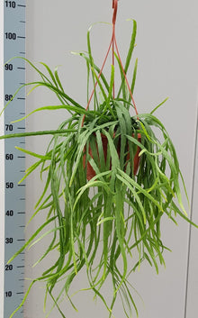 Kamerplant - Rhipsalis Holviana - Pot Ø 25cm Hoogte ↕ 60cm