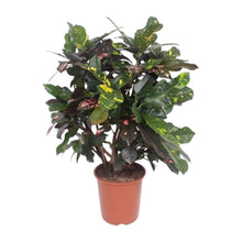 Kamerplant - Codiaeum Magnificent (Croton) - Pot Ø 27cm Hoogte ↕ 110cm