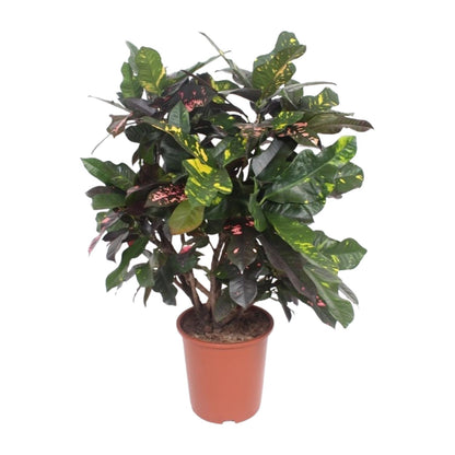 Kamerplant - Codiaeum Magnificent (Croton) - Pot Ø 27cm Hoogte ↕ 110cm