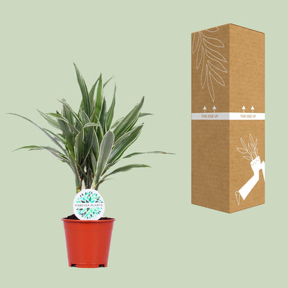 Kamerplant - Dracaena Warneckei - Pot Ø 14cm Hoogte ↕ 55cm
