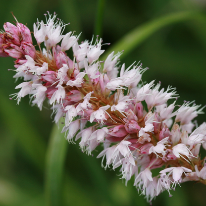24x Persicaria aff. 'Superba' - ↕10-25cm - Ø9cm