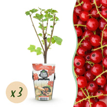 Buitenplant 3x Ribes rubrum 'Jonkheer van Tets' - Winterhard - Pot Ø 9cm