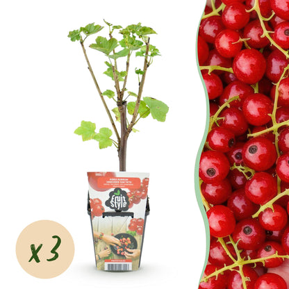 Buitenplant 3x Ribes rubrum 'Jonkheer van Tets' - Winterhard - Pot Ø 9cm
