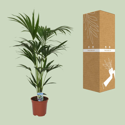 XL kamerplant - Howea forsteriana - Pot Ø 21cm Hoogte ↕ 120cm