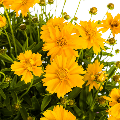Buitenplant - Coreopsis Grandiflora - Bloeiend - Pot Ø 19cm Hoogte ↕ 50-60cm