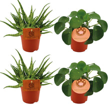 Kamerplant 4x Mix - 2x Aloe Spider + 2x Pilea Peperomoides - Pot Ø 10.5cm Hoogte ↕ 10cm