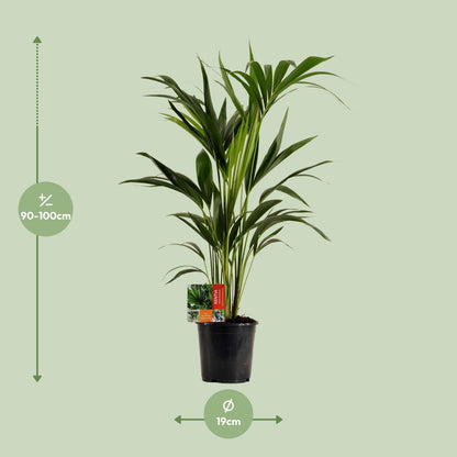 Kamerplant - Howea Forsteriana - Pot Ø 19cm Hoogte ↕ 100cm