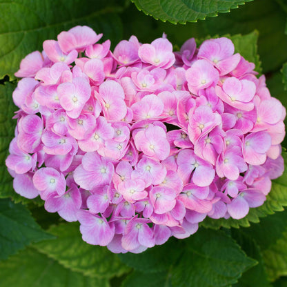 Buitenplant 3x Hydrangea macrophylla - Bloeiend - Pot Ø 17cm Hoogte ↕ 30cm