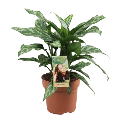 Kamerplant - Aglaonema Maria - Pot Ø 17cm Hoogte ↕ 40cm