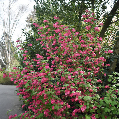 Buitenplant - Ribes sanguineum 'Kind Edward' - Bloeiend - Pot Ø 17cm Hoogte ↕ 45cm