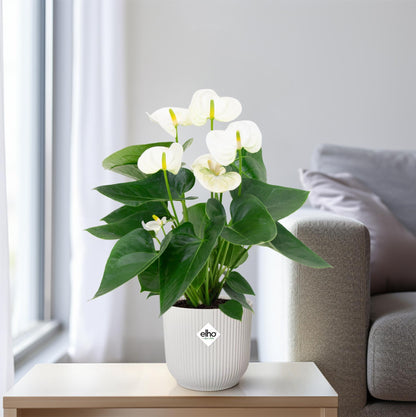 Kamerplant - Anthurium White - Bloeiend - Pot Ø 12cm Hoogte ↕ 43cm