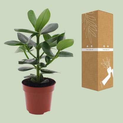 Kamerplant - Clusia Rosea Princess - Pot Ø 12cm Hoogte ↕ 15cm