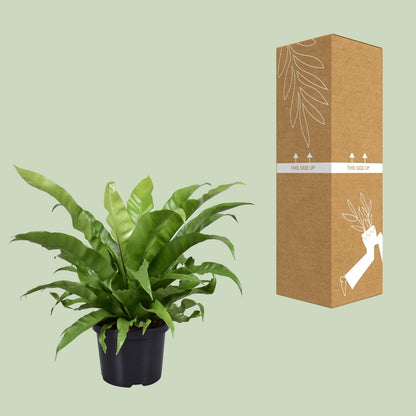 Kamerplant - Asplenium Antiquum - Pot Ø 23cm Hoogte ↕ 60cm