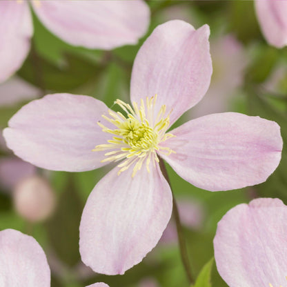 Buitenplant 2x Clematis montana Rubens - Klimplant - Vroegbloeiend - Pot Ø 11cm Hoogte ↕ 40cm