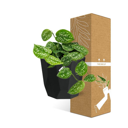 Kamerplant - Scindapsus Pictus 'Argyraeus' - Hangplant - Pot Ø 14cm