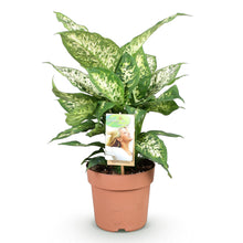 Green BoutiQ - Green is... Kamerplanten - Diefenbachia Compacta - Dieffenbachia - Weinig onderhoud - Groen - 1 Plant - Pot 17cm - Hoogte 45-50cm
