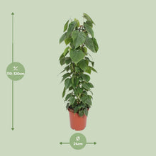 XL kamerplant - Philodendron Scandens - Pot Ø 24cm Hoogte ↕ 120cm
