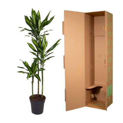 Kamerplant - Dracaena Cintho - Pot Ø 24cm Hoogte ↕ 160cm
